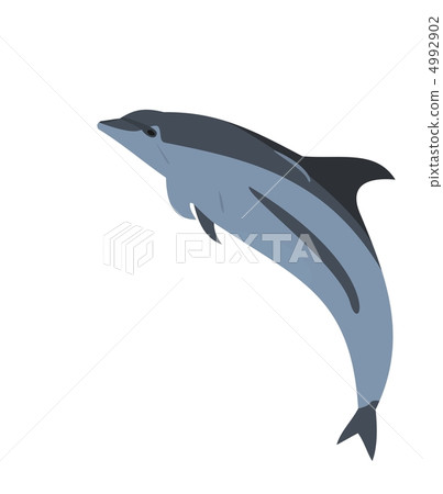 Realistic illustration of a dolphin Realistic illustration of a dolphin 4992902