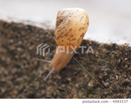 Snails of rainy season 4993537
