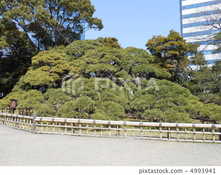 Hamarikyu，一棵300年的松樹 4993941