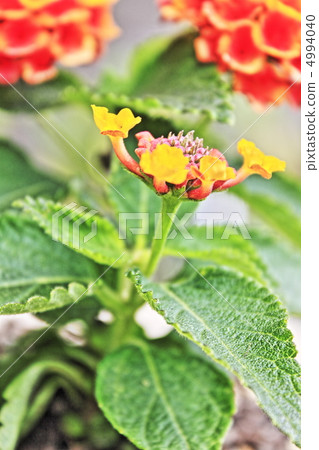 Lantana Lantana 4994040