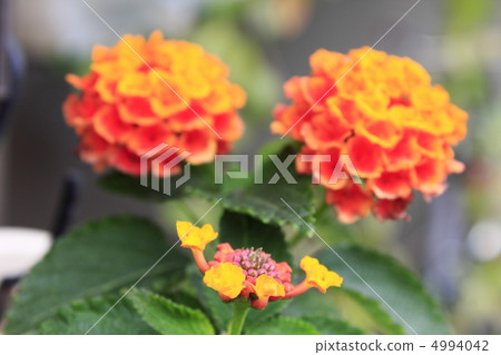 Lantana Lantana 4994042