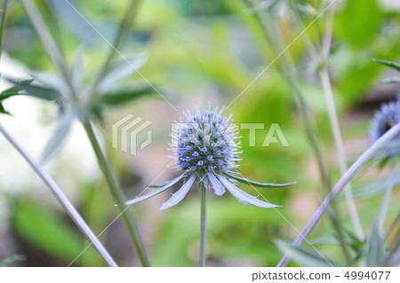 Flowers of Erinjaumeplanum 4994077