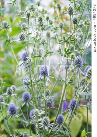 Erinjaume Planum 4994078