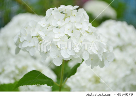 繡球花安娜貝爾 繡球花安娜貝爾 4994079