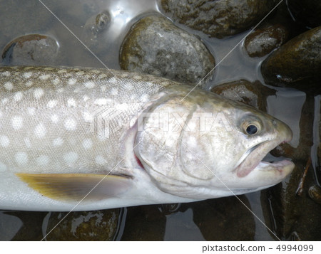 At Amemasse Shirator River in Hokkaido 4994099