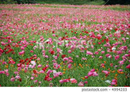  Flower garden 4994283