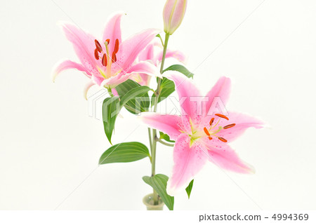 百合花。 4994369