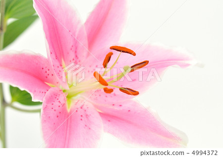 百合花。 4994372