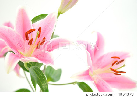 百合花。 4994373