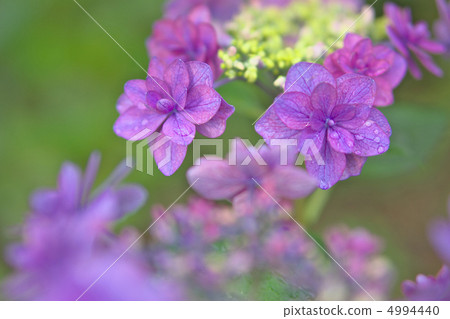 Festival hydrangea · Satoko Hideto Embankment Festival hydrangea · Satoko Hideto Embankment 4994440