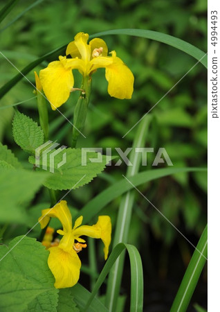 黃色鳶尾花 4994493