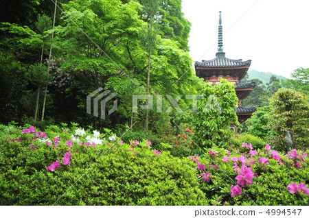 Azalea at Mimurotoji Temple in Kyoto 4994547