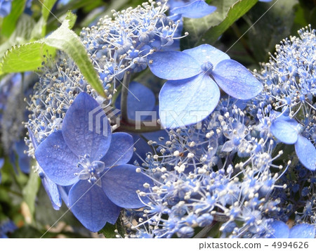 公主繡球花(鯛魚花):七變花語:遷移繡球花 公主繡球花(鯛魚花):七變花語:遷移繡球花 4994626