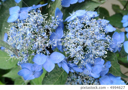 公主繡球花 鯛魚花 七變花語 遷移繡球花 照片素材 圖片 圖庫