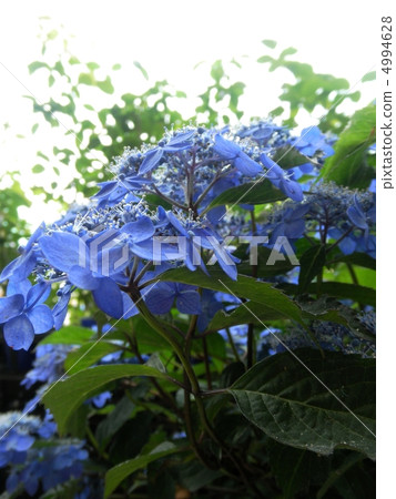 公主繡球花（鯛魚花）：七變花語：遷移繡球花 4994628