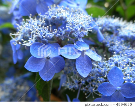 公主繡球花 鯛魚花 七變花語 遷移繡球花 照片素材 圖片 圖庫