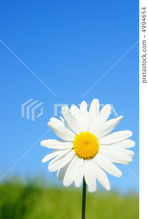 瑪格麗特 4994654