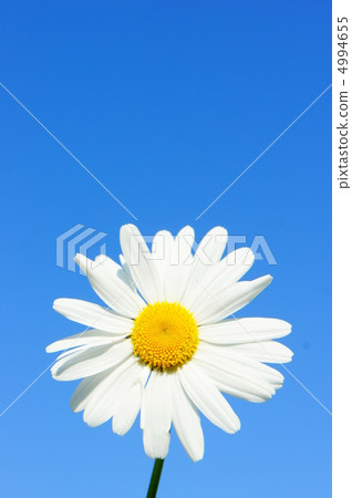 瑪格麗特 4994655