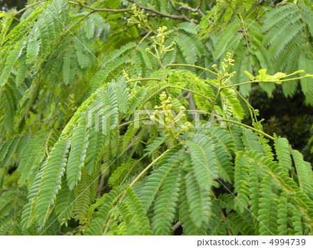The buds of Nemuoki which immediately bloom delicate flowers of pink immediately 4994739