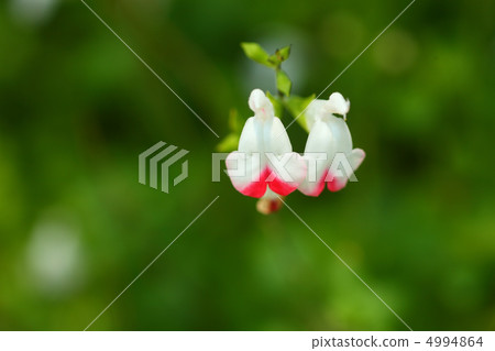 Salvia Hot Lips Salvia Hot Lips 4994864