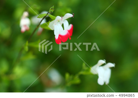 Salvia Hot Lips Salvia Hot Lips 4994865