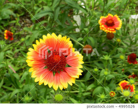 Tenningiku (Tenshi chrysanthemum) 4995026