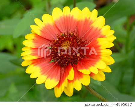 Tenningiku（Tenshi chrysanthemum） 4995027