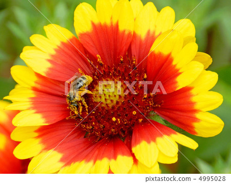 Tenguiku and bees 4995028