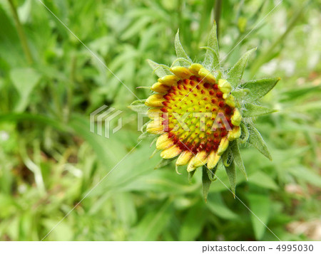 Tenning的芽 Tenning的芽 4995030