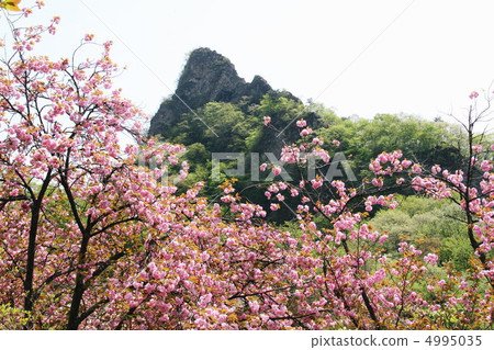 雙櫻花 雙櫻花 4995035