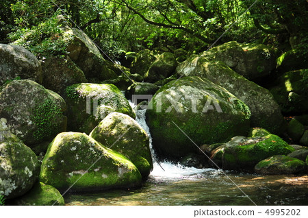Shiratani Cloud Water Gorge Yakushima Kagoshima River Waterfall Nature Shiratani Cloud Water Gorge Yakushima Kagoshima River Waterfall Nature 4995202