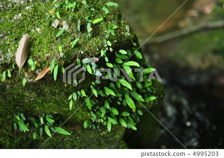 Moss 4995203