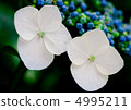 Hydrangea 4995211