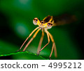 Dragonfly  4995212