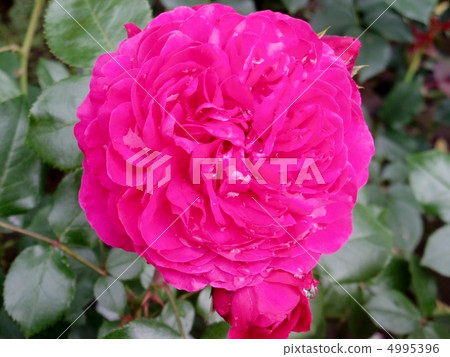 Red Leonard Da Vinci Red Leonard Da Vinci 4995396