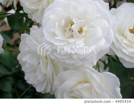 Fabulous Floribunda Fabulous Floribunda 4995434