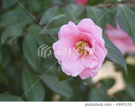  茶花 4995533