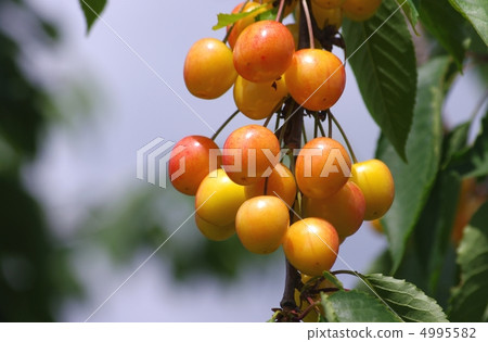 黃櫻桃櫻桃的果實 4995582