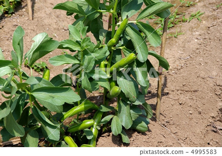 蠶豆的增長領域蠶豆的種田 4995583