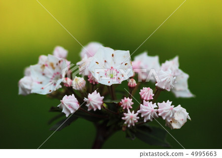 Flowers of Kalmire 4995663