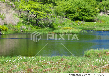 Nagano Shimosuwa-machi Yashima Mogara 4995778