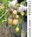 Pleasure of harvest 4995811
