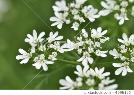 Orlea·Grandy Flora 4996135