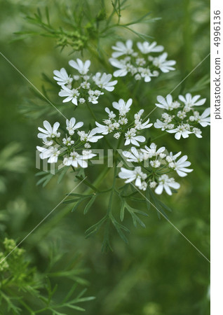 Orlea·Grandy Flora 4996136