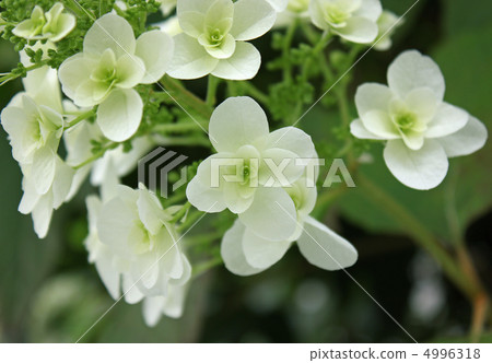 Kashiwaba hydrangea 4996318