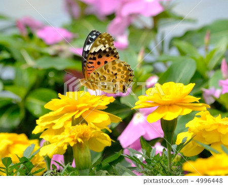 A female of a clawed claw of the claw of flower honey A female of a clawed claw of the claw of flower honey 4996448