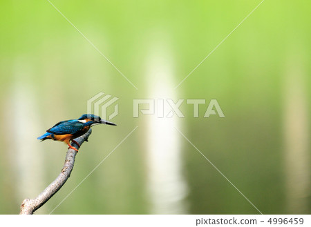 Kingfisher Kingfisher 4996459
