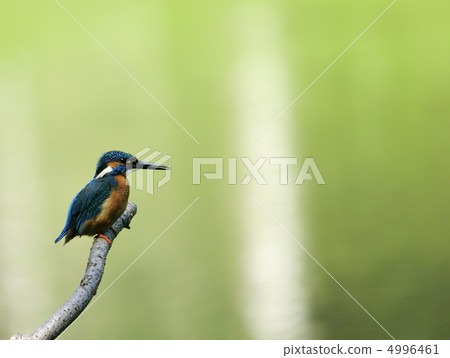 Kingfisher 4996461