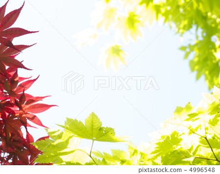 Spring Maple Spring Maple 4996548