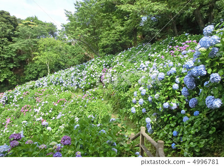 Hydrangeas at Shimoda Park in Izu (Shimoda City, Shizuoka Prefecture) Hydrangeas at Shimoda Park in Izu (Shimoda City, Shizuoka Prefecture) 4996781